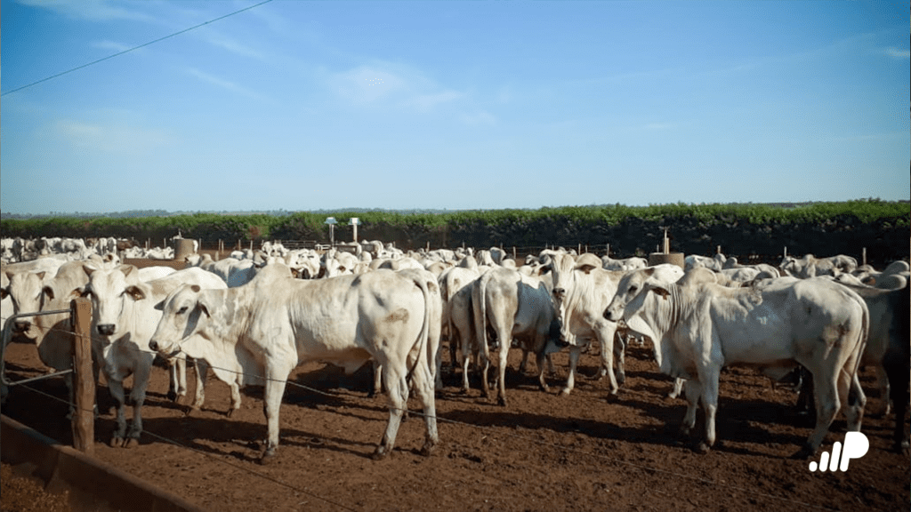 Fornecedores de boi magro