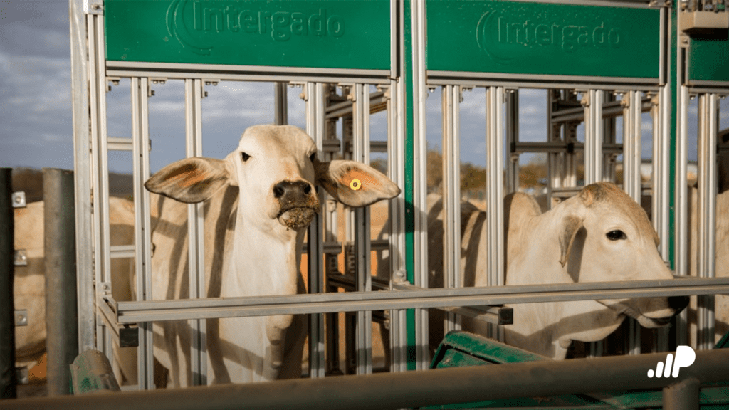 Seleção para Eficiência Alimentar