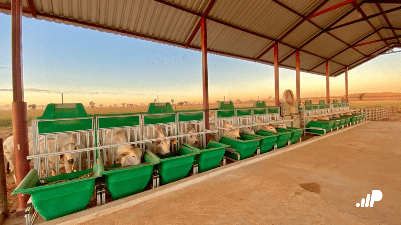 Dez anos de avanços da eficiência alimentar da pecuária brasileira