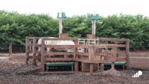 Intergado Beef: Maximizando a lucratividade no confinamento bovino 