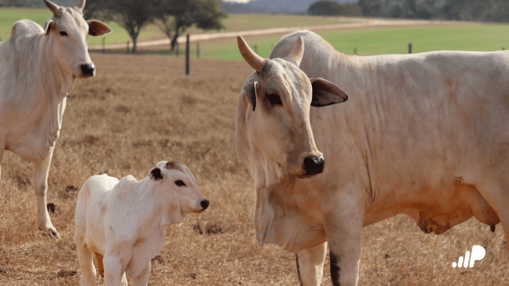 O uso da genética de touros melhoradores na pecuária de corte oferece diversos benefícios econômicos resultando resulta em bezerros mais atrativos para o mercado. 