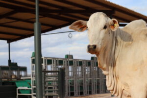 Genética da eficiência alimentar ganha força na pecuária brasileira