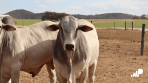 Melhoramento genético em bovinos de corte 