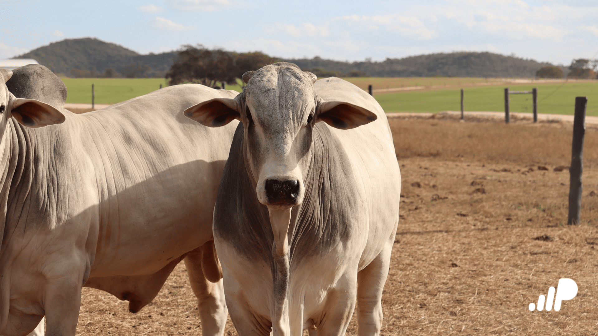 Melhoramento genético em bovinos de corte 