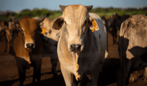 10 benefícios da rastreabilidade bovina: qualidade e segurança 